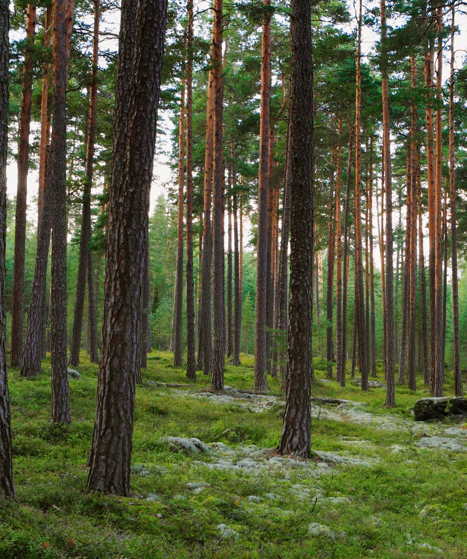 Smarta primära och sekundära förpackningslösningar tillverkade av förnybara och återvinningsbara fiberbaserade material kan förbättra köpupplevelsen både i butiken och på nätet, öka