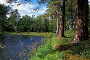 Målbilder Idag har vi få naturliga kantzoner mot vatten. Kantzonens utseende beror självfallet av vattendragets utseende, landskapets topografi och många andra faktorer.