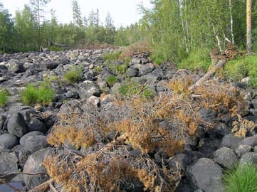 5.4.5 plats, utläggningsstrategi och metodik för förankring I naturliga vatten, såväl sjöar som vattendrag, ligger inte den döda veden i speciella mönster.