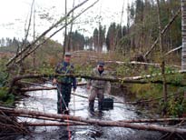 som skydd och substrat för organismer. I sådana områden är dock risken alltid stor att utlagd död ved kan uppfattas som liggande i vägen, t.ex. för fritidsbåtar, fiske och bad.