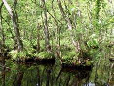 Figur 1. Alsumpskog i Stenshuvuds nationalpark, Skåne. som vanligen är blöt större delen av året. Därmed kan viss torvbildning ske.