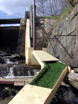 lockades till dammen av spillvatten (Larsson 2006). Där försökte de ta sig uppför 6 meter lodrät dammvall.