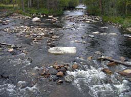 Figur 15. Den restaurerade Ruskträskbäcken, biflöde till Vindelälven, Västerbotten.