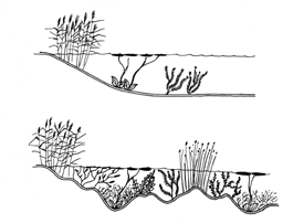 Resten av fångdammen görs i regel grundare, 0,1 0,5 m. Annars kan växter få svårt att etablera sig.