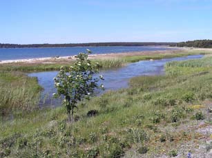 Figur 21. Kustlagun på halvön Furillen, Gotland. I området har man etablerat nya laguner och öppnat kanaler i till sådana som varit isolerade.