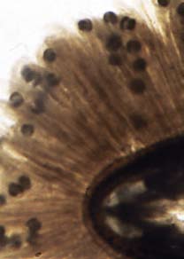 Forts. Flodpärlmusslans biologi och ekologiska roll bort och risken att bli uppäten. Som en ytterligare försäkring mot bortspolning har musslan speciella fästtrådar (Figur 10).