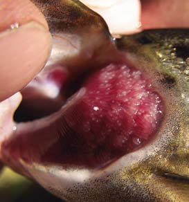 Livskraften hos de nysläppta musslorna avgörs av hur förhållandena var hos värdfisken under parasitstadiet (Hruska 2001).