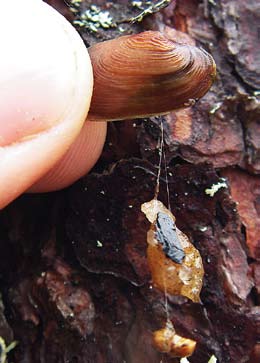 Resultat från studier av musslors skal i Sverige visar att en mussla som växer med normal hastighet är cirka 10 år när den är 20 millimeter lång och strax under 20 år när den är 50 millimeter (Dunca