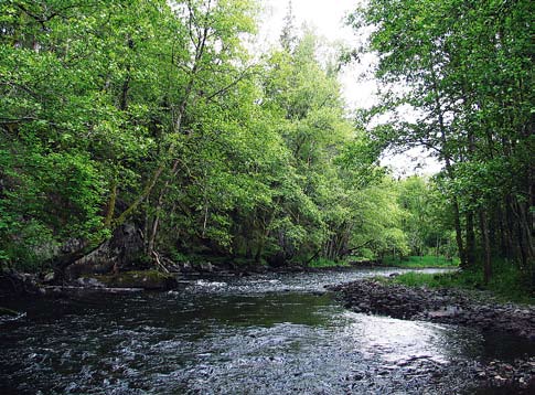 Forts. Flodpärlmusslans krav på livsmiljön Vattenhastigheten i flodpärlmusselhabitat brukar anges vara i intervallet 0,25 0,75 meter per sekund (Björk 1962, Hastie m.fl. 2000a) och vattendjupet över 0,5 meter.