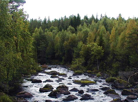 Figur 15. I Hunnselva i Norge (Oppland fylke) saknar flodpärlmusslorna rekrytering. Orsaken är den höga turbiditeten som kommer av sedimenttillförsel från vissa små tillflöden.