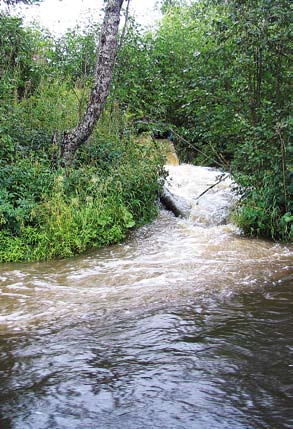 I genomsnitt var 13 34 procent av individerna i sex svenska musselbestånd nedgrävda sommartid (Bergengren 2000) och det var främst de unga som var Figur 17.