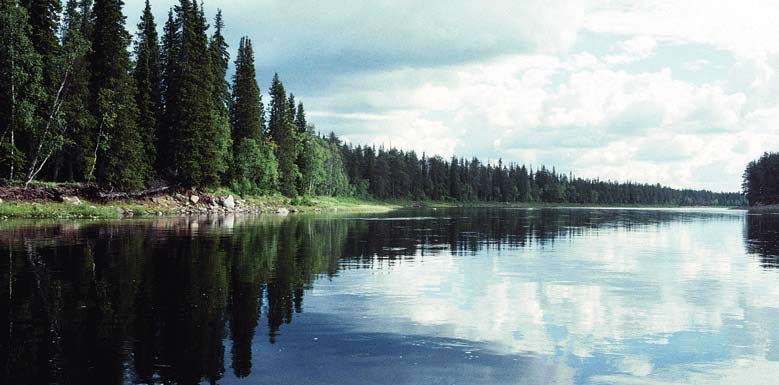 Figur 28. Vattendraget Varzuga på Kolahalvön i Ryssland kan utgöra en målbild för nordliga, större skandinaviska vattendrag. Älven skattas ha 40 miljoner flodpärlmusslor.