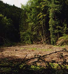 lövträd och buskar ske. Strävan bör vara att återskapa den naturliga kantzonen för rådande förhållanden.