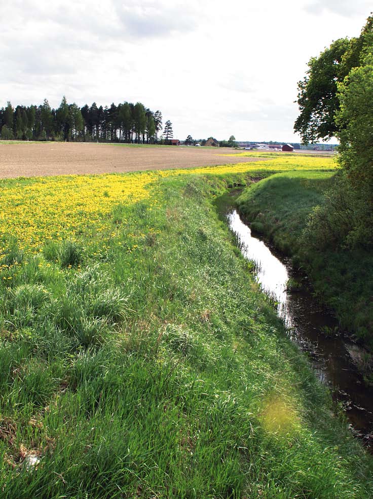 Forts. Åtgärder i kantzonen Minimering av onaturlig erosion nära ytvatten Erosion är en naturlig process i ett levande vattendrag.