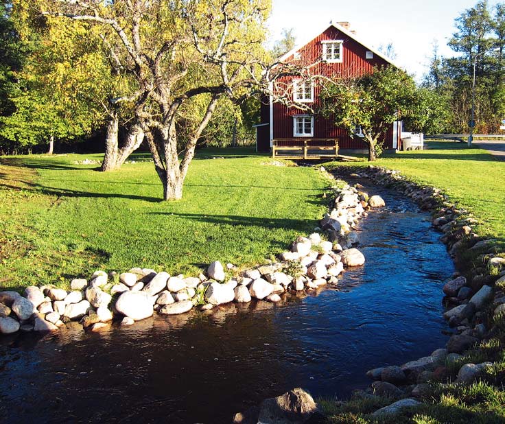 Figur 56. I Sverige är öringen den vanligaste värdfisken för flodpärlmussla. Foto: Bent Christensen/Azote Gulesäcksyngel av öring. Foto: Erik Degerman 13.