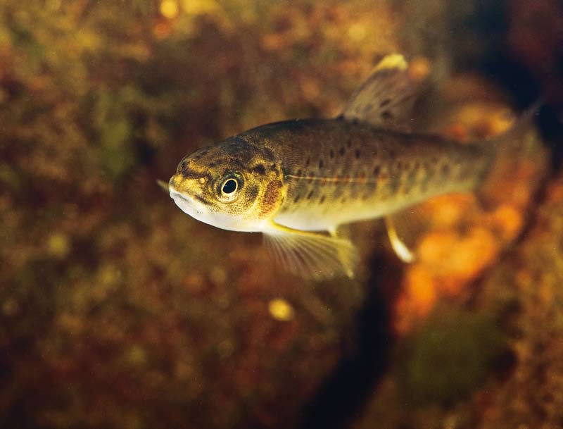 Flodpärlmusselvatten i Europa Å i Morvan, Frankrike.