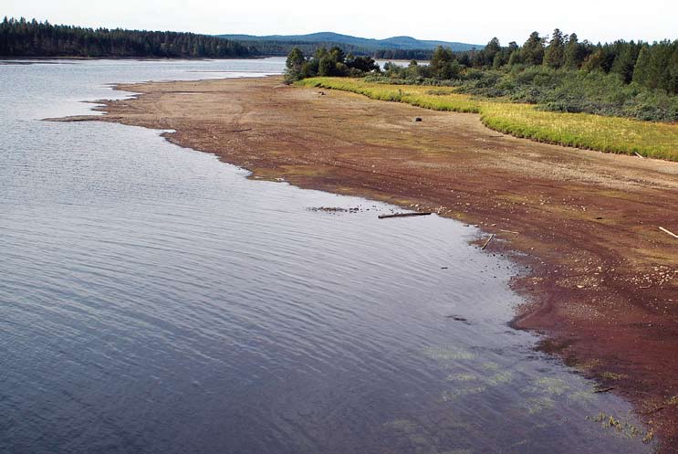 Strandzon Strandzonen (Figur 3) är området mellan lågvattenståndet upp till högvattenståndet. Stranden är bryggan mellan land och vatten. Det är en annan artrik och produktiv ekoton.