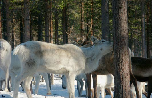 let är utformade så att rennäringens behov beaktas. Idag finns ett regelverk som innebär att skogsbruket ska ta hänsyn till rennäringen och den samiska kulturen.