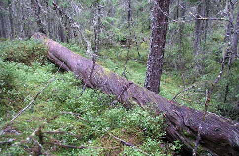 En tredjedel av alla skogslevande arter är knutna till död ved. Klimatförändringarna påverkar förstås Sveriges skogs- och jordbruk.