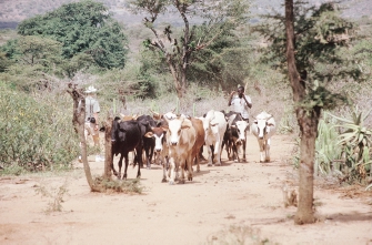 Engelsmännen sa att det inte räknades. Man måste vara på berget hela året för att få ha marken. Bergen i väster hamnade i Uganda när engelsmännen drog sina nya gränser.