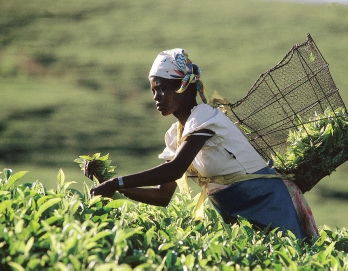 Där växer den fortfarande. I Etiopien har folk länge druckit kaffe. Bönderna i Kenya tycker inte så mycket om kaffe. Men de odlar kaffe på sina åkrar och säljer allt kaffe till andra länder.