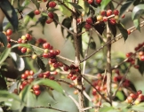 Mellanamerika Frukten Kokosnöt Tropiska kuster Nöten Cashewnöt Sydamerika Nöten Ananas Mellanamerika Frukten Tomat Mellanamerika Frukten Pumpa Mellanamerika Frukten Vattenmelon Mellanamerika Frukten