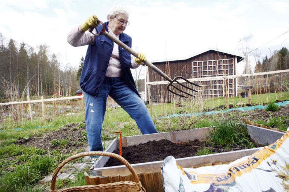 Plantorna har han drivit upp hemma i lägenheten.