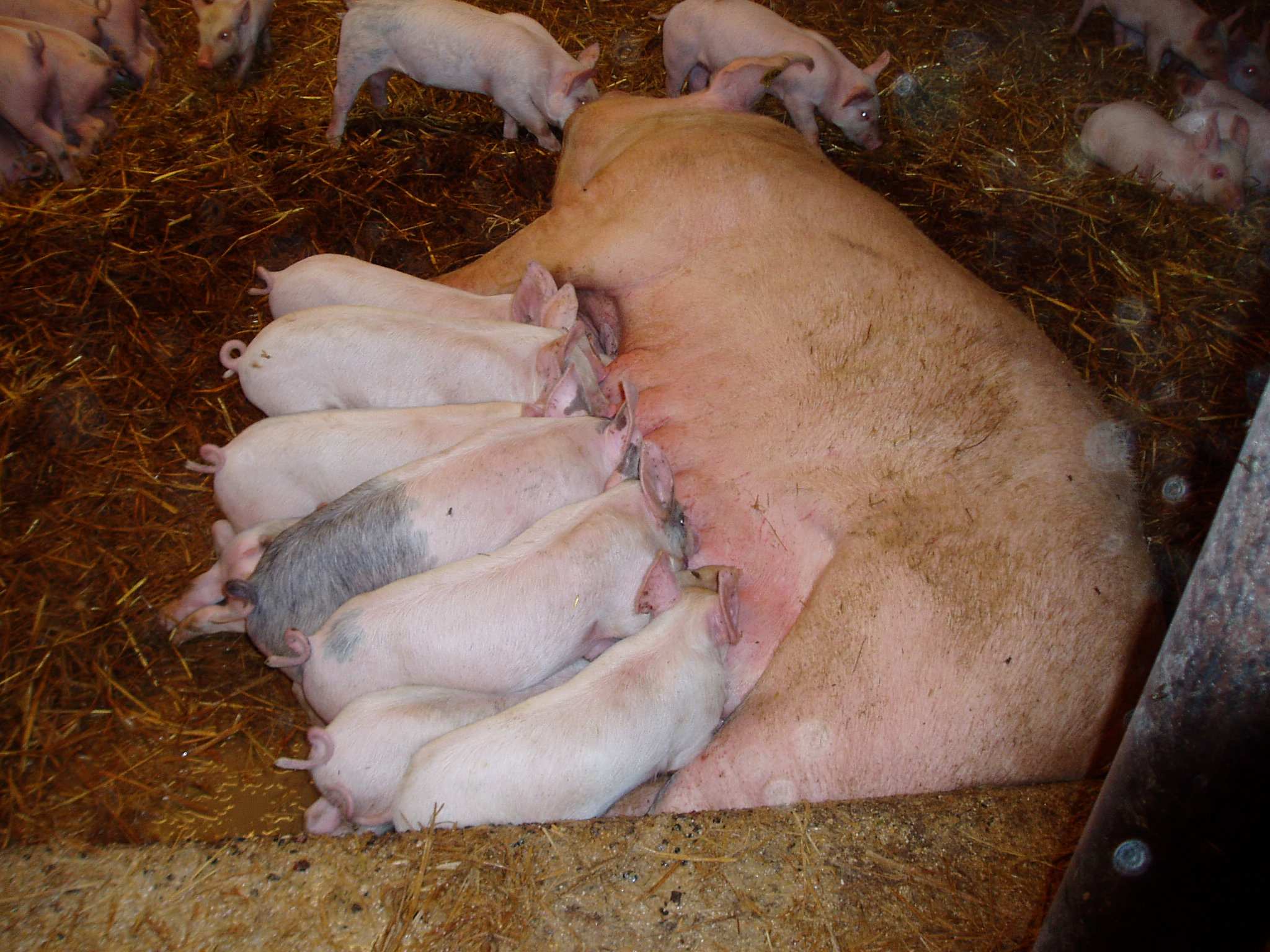 gruppen. Suggor som avvänjs tidigare än tre veckor efter grisning, riskerar att utveckla äggstockscystor som kan hämma aktiviteten i äggstockarna.