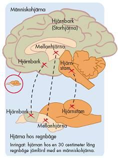 medvetandet av ens eget jag, känslor, smärta, sensoriska stimuli och sinnesförnimmelser tycks bearbetas i neocortex (Rose 2002; 2010; Braithwaite 2010).