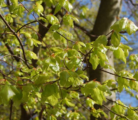 tillstånd med fler symptomatiska dagar och försämrad livskvalitet. Den globalt ökade prevalensen av astma tyder på att luftföroreningar och klimatförändringar är en bidragande orsak.