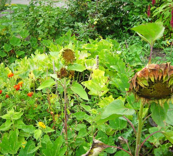 Sensommarblommor i Brommagårdens egen köksträdgård. denna måltidslösning inte bedöms bli dyrare än det tidigare planerade mottagningsköket.