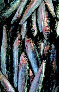 Den förstärker bildandet av AGE i kroppen. Vår rekommendation är ett proteinintag på ca 0.8 g/kg med tonvikt på proteiner av högt biologiskt värde och med en låg halt av AGE.