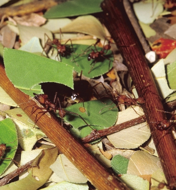Massor av myror! Bladskärarmyrorna lever tillsammans med svampar. Både myrorna och svamparna har nytta av samarbetet. Myrorna är arbetsamma. De är små men många.