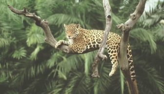Jaguaren Jaguaren är ett av världens största kattdjur. Den trivs både i skogar och på grässtäpper. När människor hugger ner skog försvinner jaguaren. Bönder som tar ny mark förstör också för jaguaren.