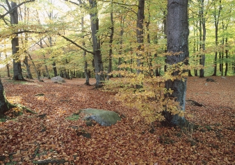 Lövskogar I Europa finns det skogar med lövträd. Vi har lövskogar med ek och bok i södra Sverige. Lövträdens blad faller till marken på hösten.