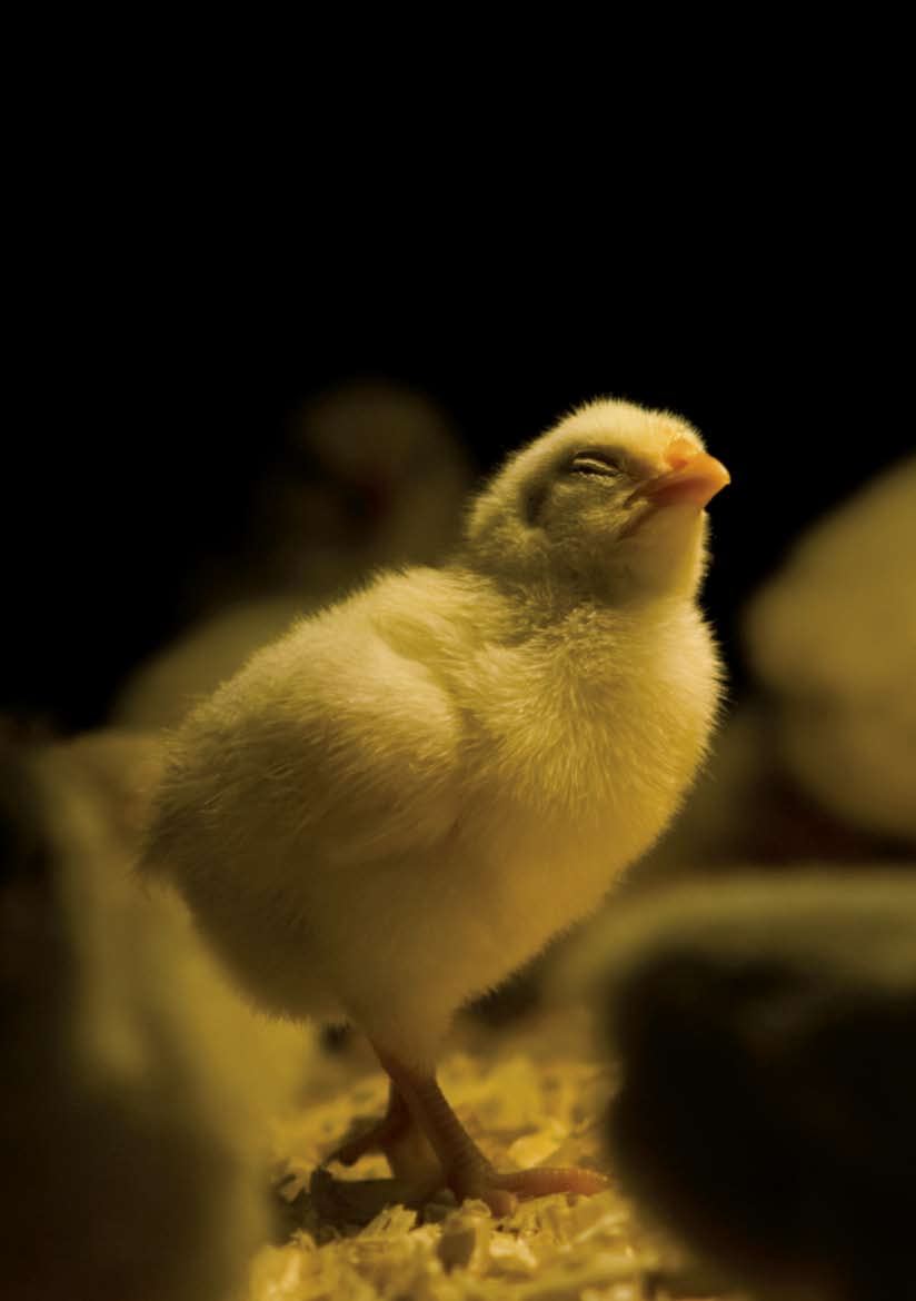 Var är alla kycklingar? Djurens Rätt Var är alla Svenskarna äter allt mer fågelkött, men få känner till det lidande som kycklingarna och kalkonerna utsätts för i den intensiva produktionen.