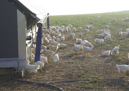 Ekologisk uppfödning Inskränkningar i naturligt beteende I Sverige finns en liten ekologisk produktion av kycklingkött.