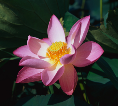 Man skulle sluta att önska sig makt, pengar och ägodelar. Hon skulle inte längta efter någonting i livet. Då skulle hon slippa att lida. Vad kallas Buddhas lära och vad symboliserar den?