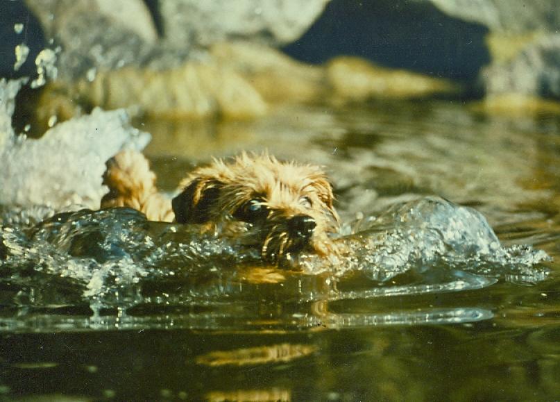 Norfolk Terrier INT & NORD U CH Sandemars Wee Twiggy Twiggy älskade båtar och