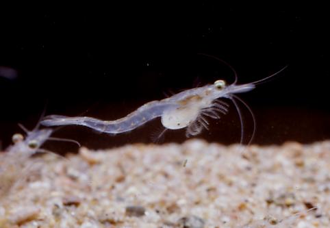 Mysis relicta s.l. Hona med marsupium. Foto Magnus Fürst. Arten har en mycket flexibel livscykelstrategi och livscykeln kan i svenska vatten variera mellan ett och två år (Fürst 1972).