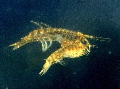 quadrispinosa en utpräglad sötvattensart och avviker från de övriga relikterna genom att släktet inte har någon marin art.