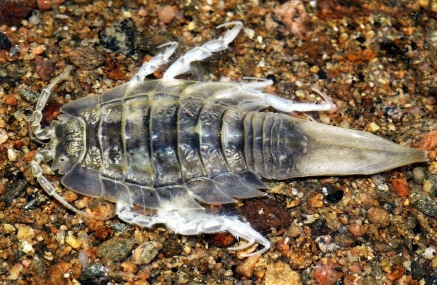 Saduria entomon. Foto Anna Henriksson, Medins Biologi AB. de flesta sötvatten är arten troligen betydligt mindre. M. affinis utgör en viktig föda (Hill 1991, Leonardsson 1991), men födan kan också innehålla andra större eller mindre djur som M.