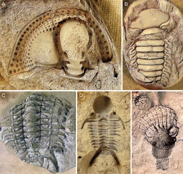 Fossil från Skultorp Fossil från överordovicium vid Skultorp. A. Tretaspis latilimba, cephalon, 5,2. B. Remopleurides sp., avgjutning av cranidium och thorax, Ulundaformationen, 2,6. C.