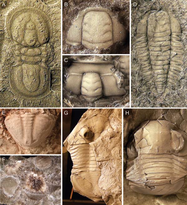 GEOLOGIGUIDE >> LÄSTIPS: Axheimer, N. 2004. I trilobiternas rike. Geologiskt forum 43, 22-31. Lidmar-Bergström, K. 2004. Sveriges största plana yta. Geologiskt forum 43, 18-21. Schmitz, B. 1998.