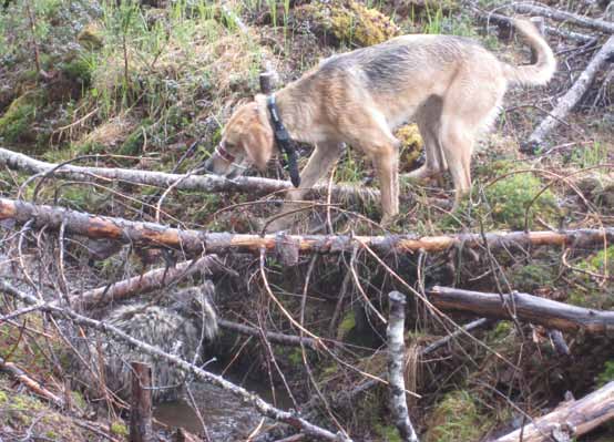 Jakt med hundar och fällor, både för avlivning och märkning