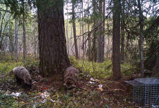 finska kollegor när det gäller mårdhundsfångst och jakt med hund.