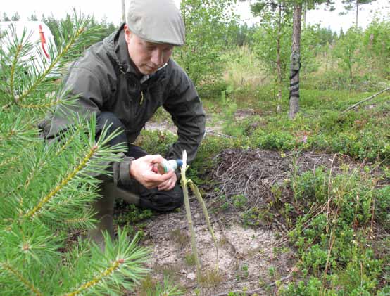 Använda steriliserade mårdhundar märkta med GPS/ VHF-sändare för effektiv populationskontroll.