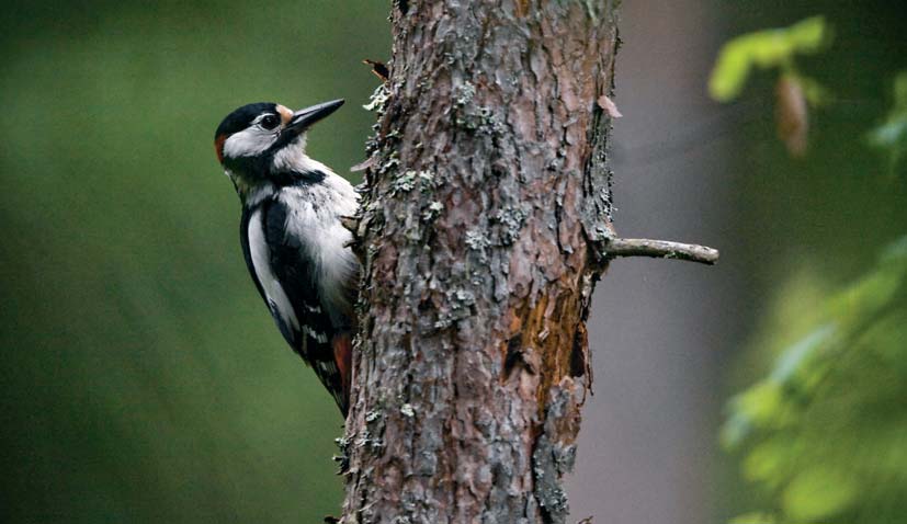 De naturvårdsbiologiska urvalskriterierna i METSO-handlingsplanen