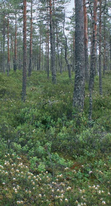 - hållning i naturtillstånd eller i ett tillstånd som liknar naturtillstånd det finns livskraftiga förekomster av hotade torvmarksoch skogsarter. Getpors och martallar trivs på myrar.