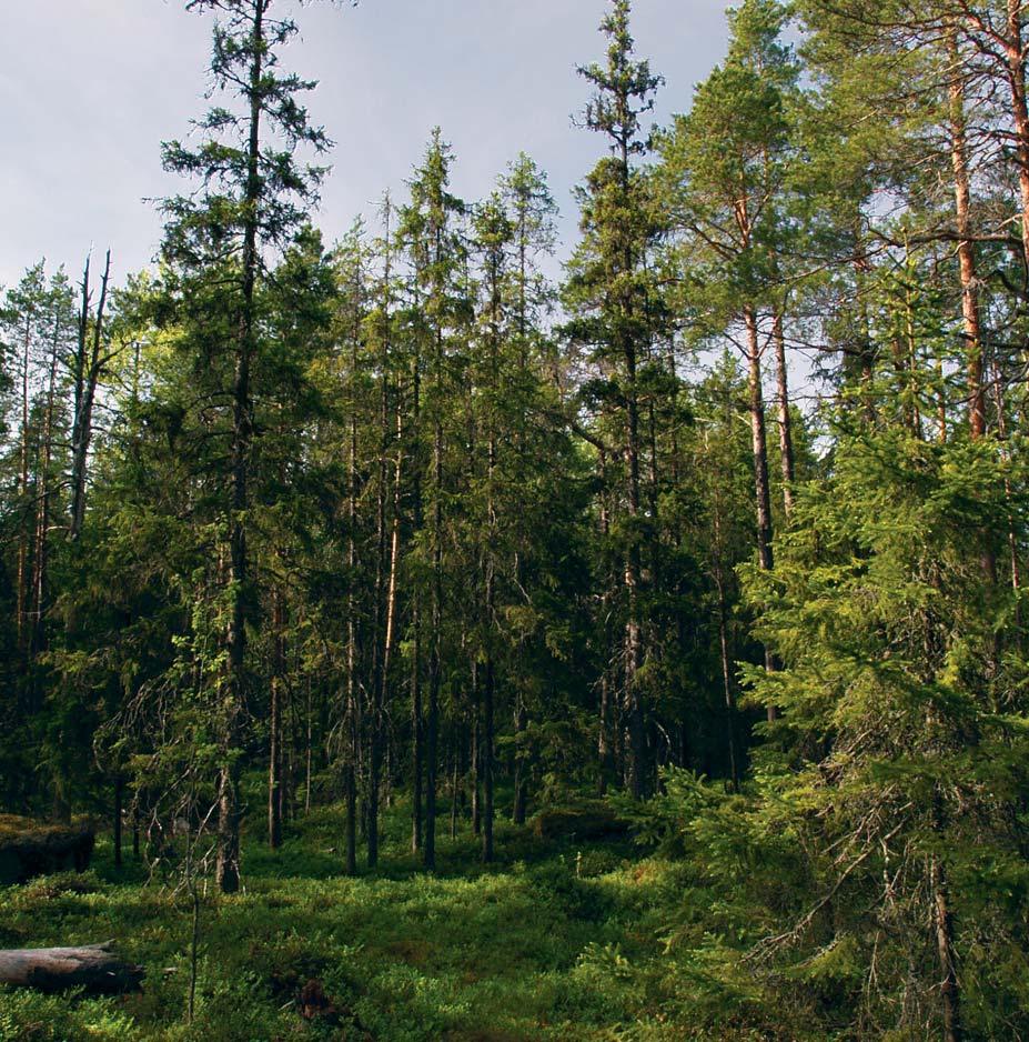 Typiskt för landhöjningskusten är att växtplatserna småningom blir kargare och trädslagsfördelningen